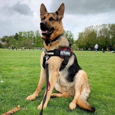 Trong đoạn phim tìm kiếm cứu nạn, chú chó tìm kiếm cứu hộ đã dẫn cảnh sát và nhân viên tìm kiếm cứu nạn tiến về phía trước, hiện trường tối tăm và chỉ có thể dùng đèn pin để chiếu sáng phía trước.