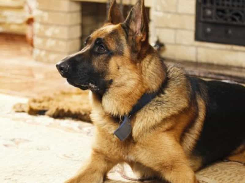 Không ngờ, nhờ vào sức mạnh của chú chó, họ đã tìm thấy ông lão đi lạc thành công. Đoạn phim tìm kiếm cứu nạn được đăng tải khiến hàng nghìn người cảm động.