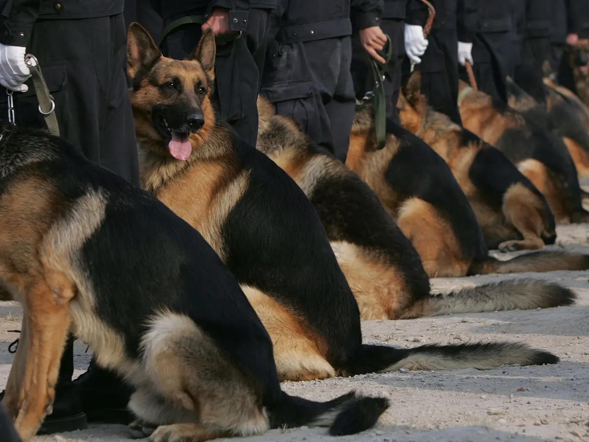 Sau khi hoàn thành chiến dịch tìm kiếm cứu nạn, Truy Phong còn được thưởng một nồi chân gà lớn. Chú chó thoải mái thưởng thức vì dường như biết rằng mình đã có công lớn.