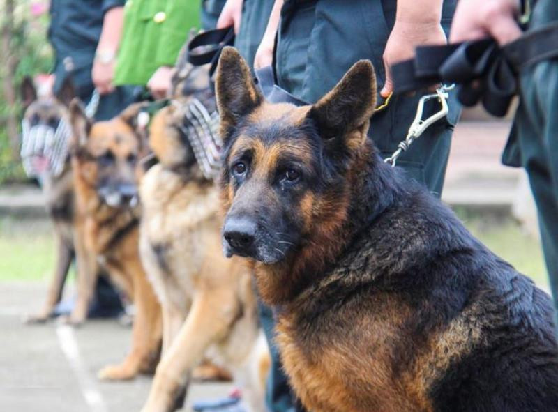Để hoàn thành nhiệm vụ, chú chó đánh hơi cẩn thận, không bỏ sót bất kỳ ngóc ngách hay dấu vết nào, dáng vẻ rất chuyên nghiệp.