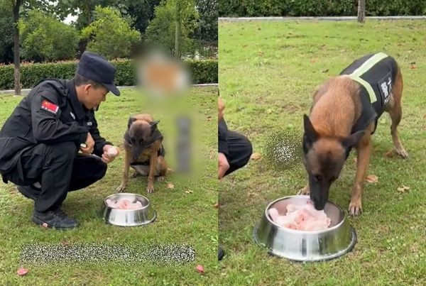 Sau khi nhận được trình báo, cảnh sát lập tức cử chú chó nghiệp vụ tìm kiếm cứu nạn đi làm nhiệm vụ. Vì trời quá tối, lực lượng cảnh sát và người thân của ông cụ cũng không quá hi vọng.