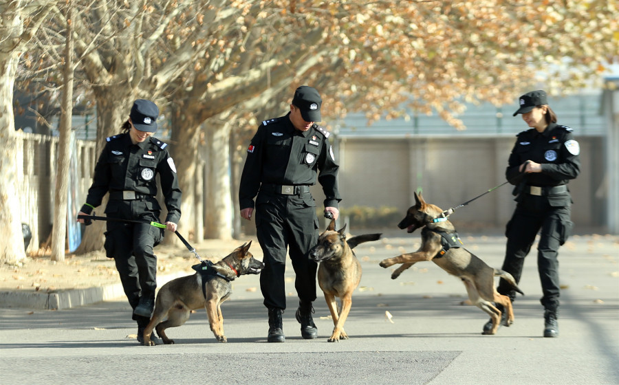 Đoạn video được tung ra trên weibo và đến nay đã thu hút hơn 14.000 lượt thích, hơn 800 bình luận và hơn 500 lượt đăng lại. Sau khi xem video, cư dân mạng đã để lại nhiều bình luận xúc động như "Thật tuyệt vời, đây mới là thần khuyển chính hiệu", "Truy Phong giỏi quá, đúng là thần khuyển, phải thêm đùi gà", "Lần sau thưởng chân giò nhé! Cảm ơn Truy Phong".