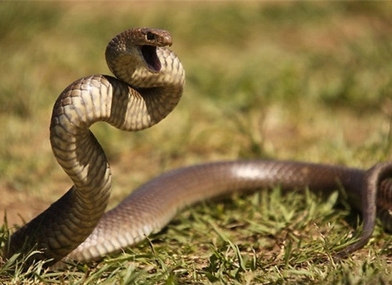 Trong buổi họp lớp, một người bạn thân thiết với người đàn ông bất ngờ bị rắn cắn.