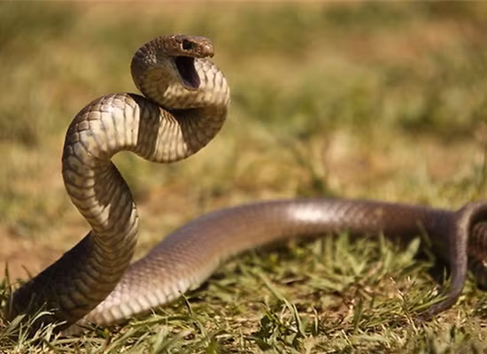 Trong buổi họp lớp, một người bạn thân thiết với người đàn ông bất ngờ bị rắn cắn.