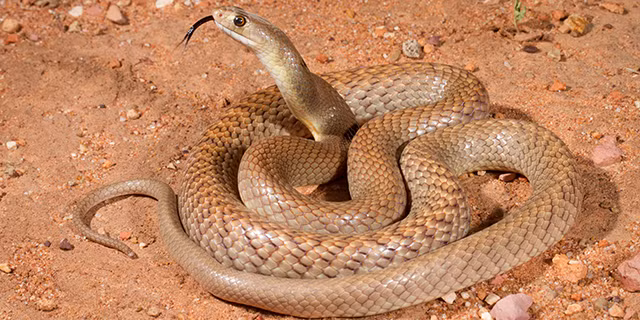 Theo tìm hiểu, rắn nâu thuộc chi rắn hổ có nọc độc có nguồn gốc ở Australia. Nó được coi là một trong số những loài rắn nguy hiểm nhất trên thế giới, ngay cả vết cắn của những con rắn non cũng có khả năng gây chết người.