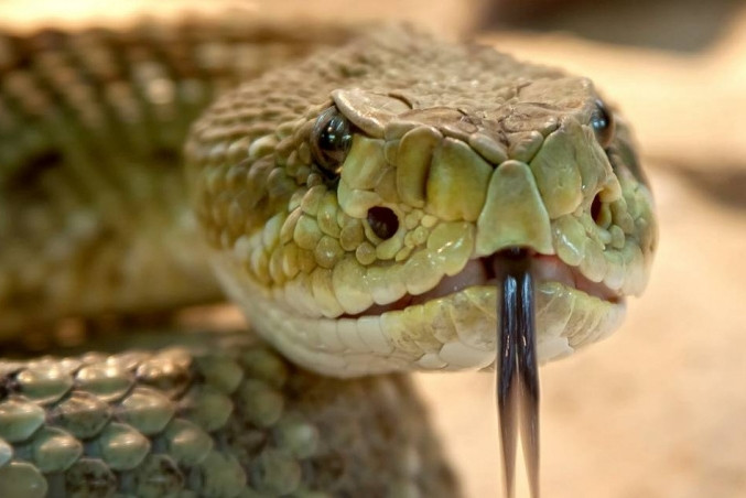 Vào khoảng 20h tối ngày 9/9 vừa qua, một người đàn ông ở Queensland, Australia, tử vong sau khi bị rắn độc cắn liên tục trong quá trình cố gắng giải cứu bạn mình. (Ảnh minh họa)