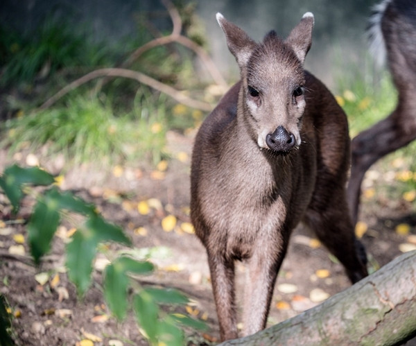 Đáng nói, con vật này không hề nhút nhát mà vô cùng bạo dạn, nhìn thấy con người nhưng rất bình tĩnh.