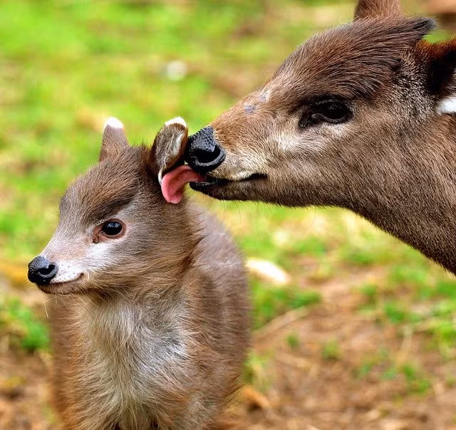 Hươu mũ lông có bề ngoài tương tự như hoẵng, nhưng cổ và chân dài hơn khiến nó có vẻ ngoài gầy hơn một chút.