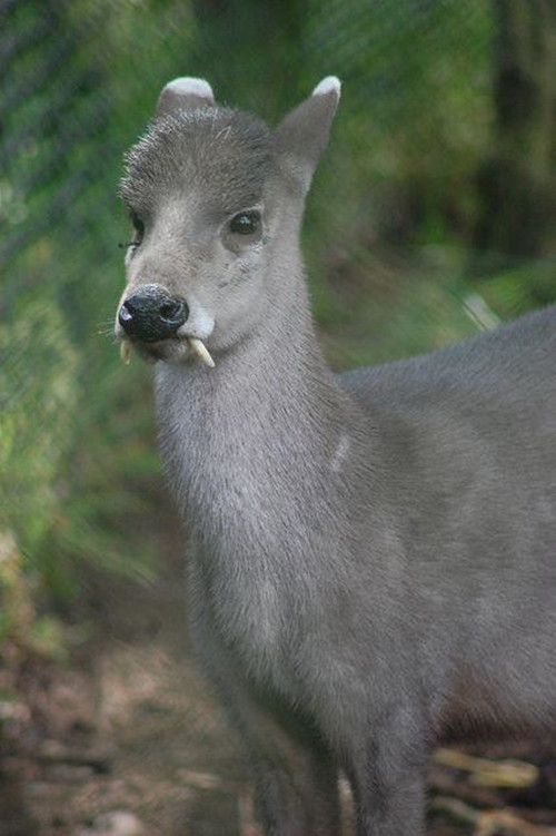 Ở Trung Quốc, loài hươu mũ lông này còn được gọi là mao quan lộc, phân bố tại các tỉnh Thiểm Tây, Thanh Hải, An Huy, Vân Nam, Quảng Đông, Tứ Xuyên, Quý Châu, Phúc Kiến, Chiết Giang, Hồ Bắc.