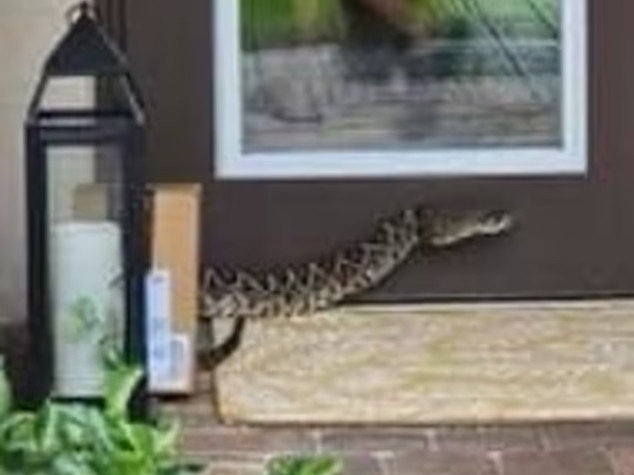 Theo thông tin đăng tải, nhân viên giao hàng xui xẻo này là cô Monet Robinson, một phụ nữ 21 tuổi đến từ Florida, Mỹ. Khi đang đứng trước một khu dân cư ở Palm City, chuẩn bị đặt gói hàng trên tay xuống, Monet bất ngờ bị một con rắn lao ra từ bụi cỏ tấn công.