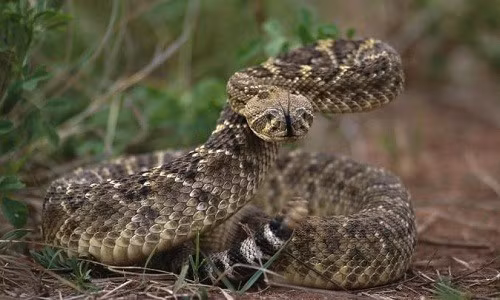 Cảnh sát tiết lộ rằng con rắn đuôi chuông đã bị bắt và tiêu hủy vì lý do an toàn cho mọi người trong khu dân cư.