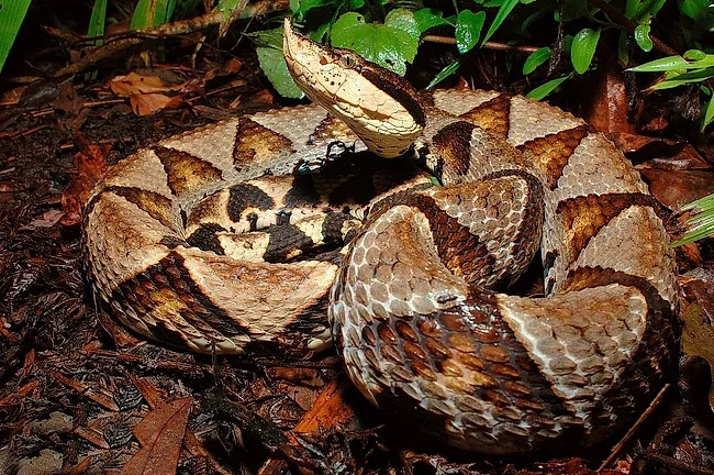 Theo tìm hiểu, rắn bách bộ là loài rắn rất nổi tiếng ở Đài Loan, là một sinh vật cực kỳ nguy hiểm với nọc độc gây chết người và được mệnh danh là rắn trăm bước (bách bộ xà): Rắn lục mũi hếch (tên khoa học là Deinagkistrodon acutus).