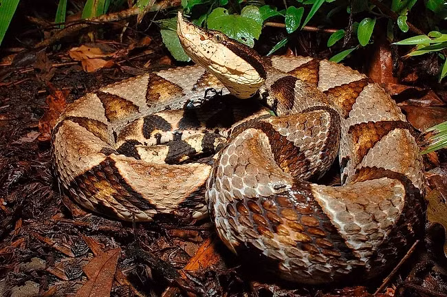 Theo tìm hiểu, rắn bách bộ là loài rắn rất nổi tiếng ở Đài Loan, là một sinh vật cực kỳ nguy hiểm với nọc độc gây chết người và được mệnh danh là rắn trăm bước (bách bộ xà): Rắn lục mũi hếch (tên khoa học là Deinagkistrodon acutus).