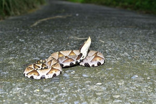 Sau khi ghi lại được những tư liệu quý, Lại Chí Minh vừa cười vừa cho biết, anh thật sự rất may mắn mới gặp được rắn bách bộ hoang dã giữa ban ngày.