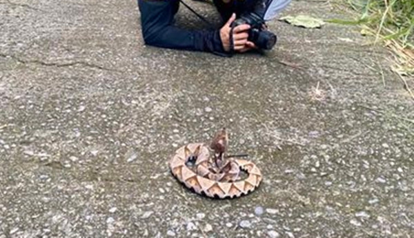 Ngay khi gặp được con rắn này, Lại Chí Minh vô cùng hào hứng, vội vàng quỳ xuống, sau đó nằm bò ra đường để chụp ảnh nó.