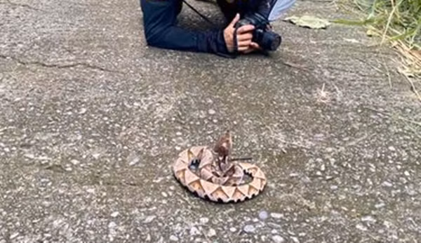 Ngay khi gặp được con rắn này, Lại Chí Minh vô cùng hào hứng, vội vàng quỳ xuống, sau đó nằm bò ra đường để chụp ảnh nó.