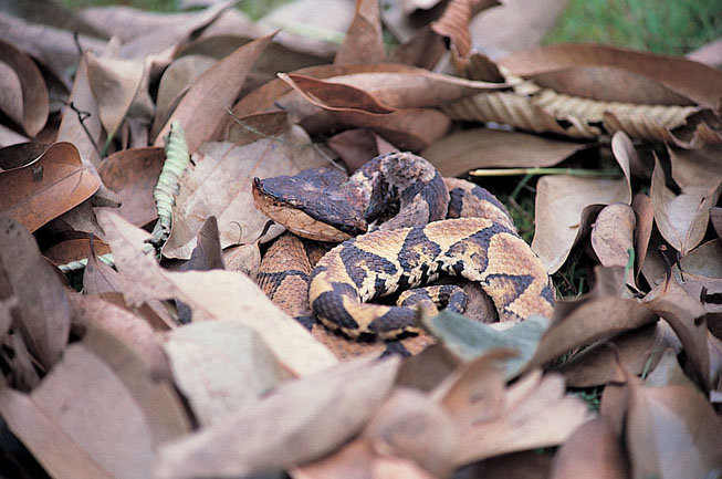 Sau khi để chuyên gia Lại Chí Minh chụp ảnh xong, con rắn lặng lẽ bò đi vào rừng thẳm.