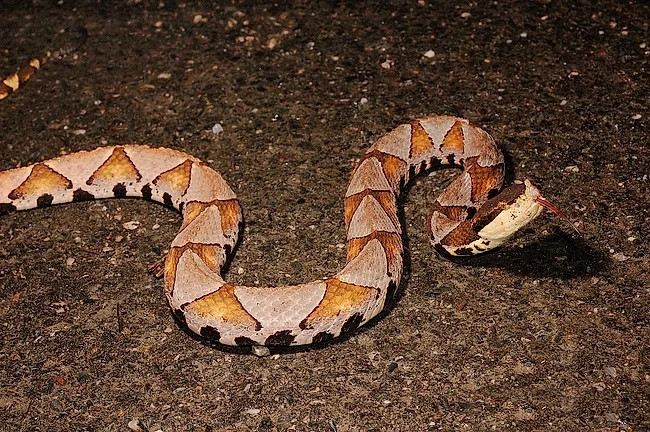 Đối với hầu hết người dân ở Đài Loan, rắn bách bộ là loài rắn quý hiếm và rất khó nhìn thấy. Họa tiết hình tam giác đặc biệt của nó có tác động sâu sắc đến các bộ lạc thổ dân ở Đài Loan.