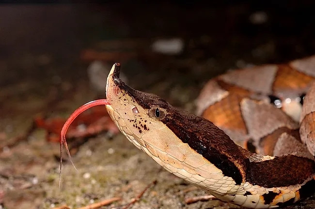 Nọc độc làm tan huyết của rắn bách bộ tuy không mạnh nhưng lượng nọc độc khổng lồ vẫn khiến nó trở thành một trong những loài rắn độc nguy hiểm nhất Đài Loan.