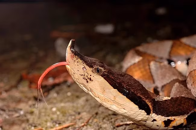 Nọc độc làm tan huyết của rắn bách bộ tuy không mạnh nhưng lượng nọc độc khổng lồ vẫn khiến nó trở thành một trong những loài rắn độc nguy hiểm nhất Đài Loan.