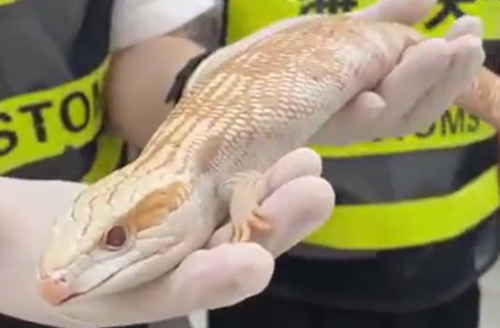 Dang di la lung, nguoi phu nu bi bat...lo bung day ran ret-Hinh-2