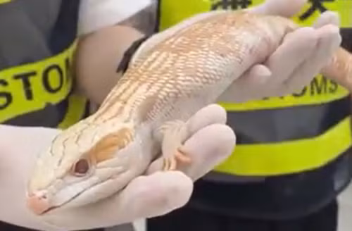 Dang di la lung, nguoi phu nu bi bat...lo bung day ran ret-Hinh-2