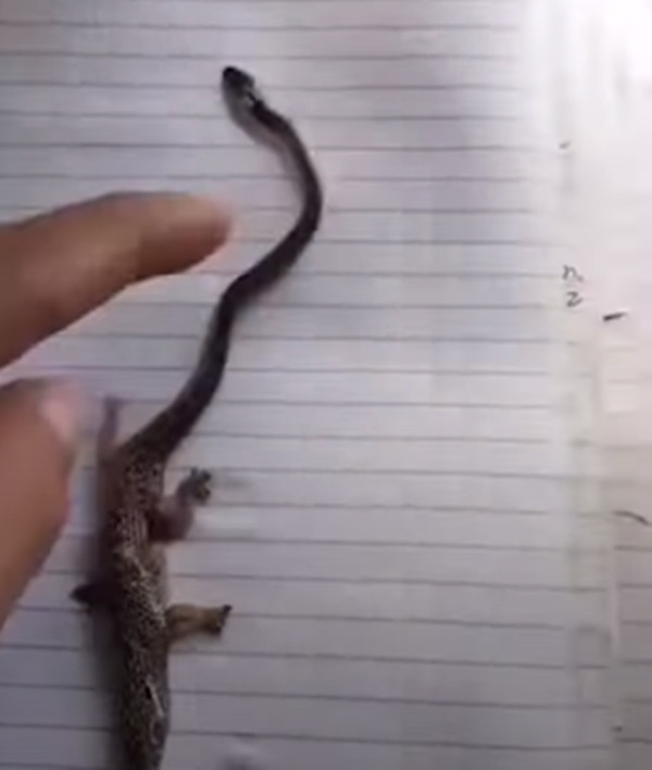 Nhiều người vừa nhìn đã cảm thấy "con rắn 4 chân" này chẳng khác nào quái thú khủng long Brachiosaurus thu nhỏ.