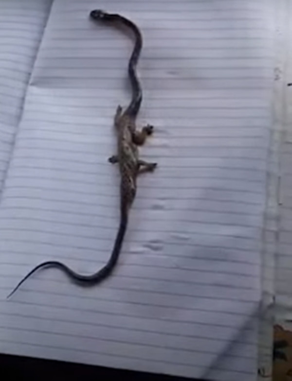 Một số người đồng tình rằng con rắn rất giống khủng long Brachiosaurus phiên bản mini. Tuy nhiên cũng có người khẳng định rằng đây chỉ là một con rắn nhỏ vừa ăn thịt một con thằn lằn, tạo ảo giác rắn 4 chân.