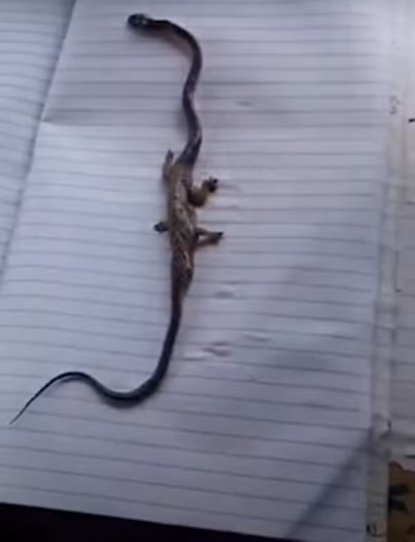 Một số người đồng tình rằng con rắn rất giống khủng long Brachiosaurus phiên bản mini. Tuy nhiên cũng có người khẳng định rằng đây chỉ là một con rắn nhỏ vừa ăn thịt một con thằn lằn, tạo ảo giác rắn 4 chân.