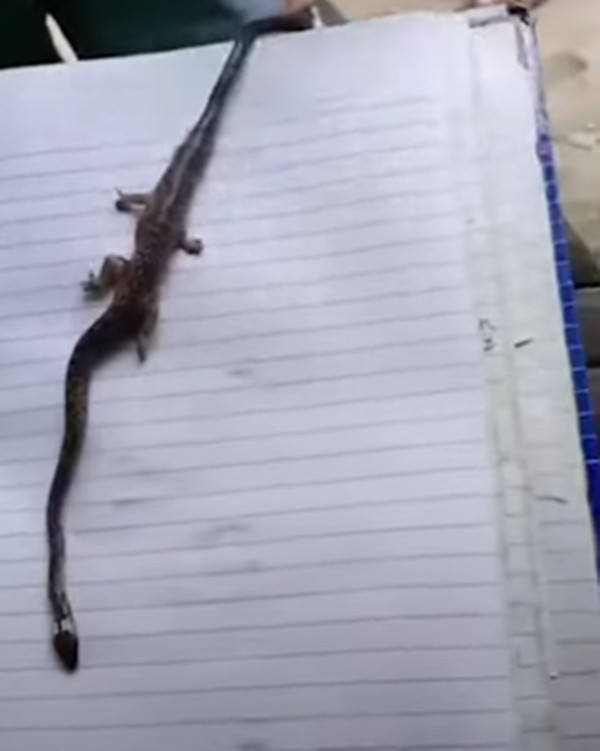 Cách đây không lâu, người dân tại một ngôi làng ở thành phố Tanza, tỉnh Cavite, Philippines, phát hiện một con rắn nhỏ có hình dáng kỳ lạ.