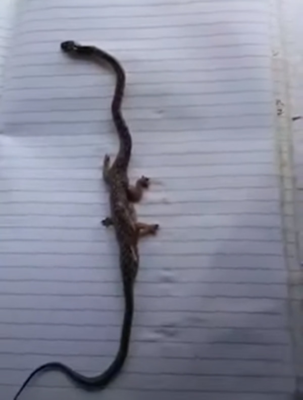 Thời điểm được chụp ảnh, con rắn kỳ lạ đã chết, không còn có thể tấn công con người. Rất nhanh, những hình ảnh về con quái thú này sau khi được lan truyền trên mạng đã thu hút được sự quan tâm chú ý.