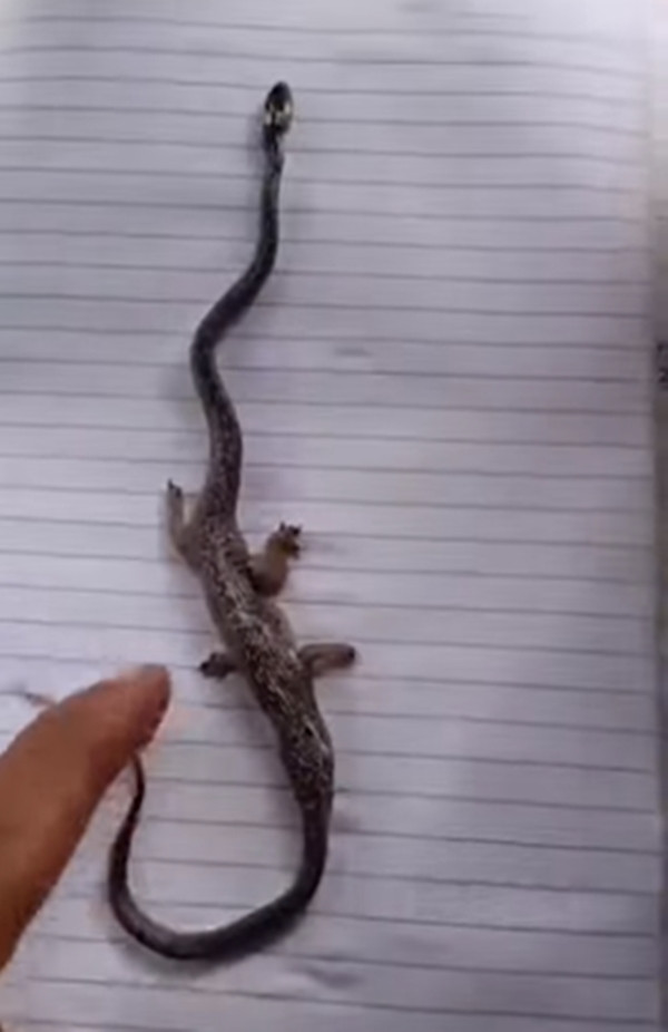 Nó dài 12 inch (khoảng 30 cm), mặc dù có đầu và đuôi hệt như một con rắn nhưng phần bụng sưng to bất thường và có 4 chân, cổ dài, các chi ngắn.