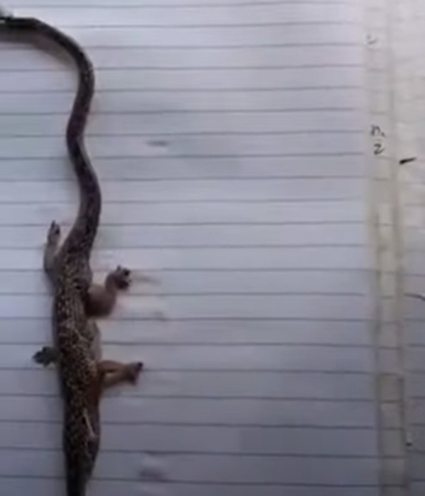 Marvin Arbues, một dân làng tiết lộ, con rắn 4 chân này được tìm thấy tại nhà trưởng làng và có tính cách rất hung dữ, vì cố tấn công con người nên nó đã bị giết và cho xác vào lọ thủy tinh bảo quản.