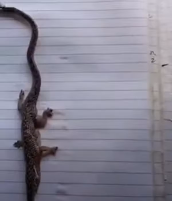 Marvin Arbues, một dân làng tiết lộ, con rắn 4 chân này được tìm thấy tại nhà trưởng làng và có tính cách rất hung dữ, vì cố tấn công con người nên nó đã bị giết và cho xác vào lọ thủy tinh bảo quản.