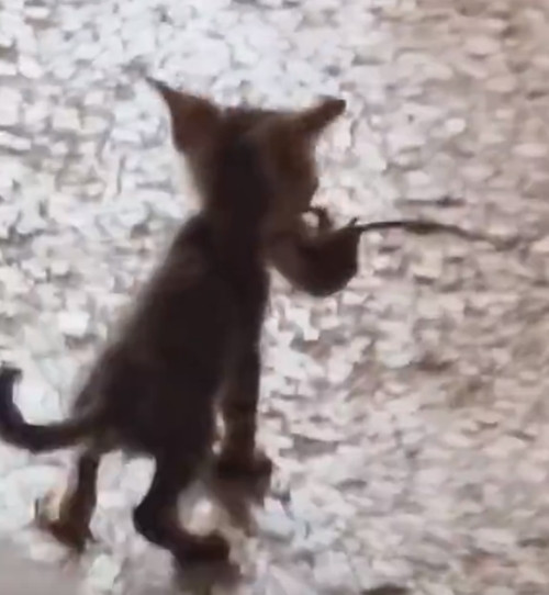 Giống như trong cuộc phỏng vấn xin việc, con mèo đã chứng minh: "Đây là kỹ năng của tôi, bạn có muốn nhận tôi vào làm không?".