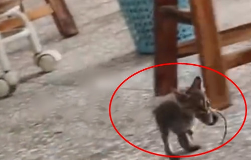 Đa số mọi người đều cho rằng con mèo tuy vừa bé vừa gầy nhưng kỹ năng săn mồi rất tuyệt vời.