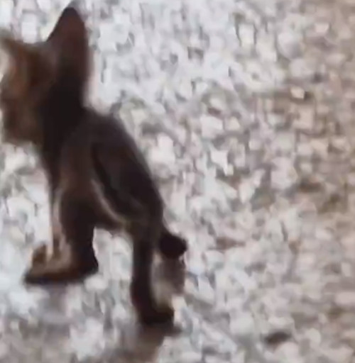 Một số người bình luận trào phúng, cho rằng con mèo này cảm nhận được chủ nhà hàng sẽ đuổi đi nên thể hiện ngay kỹ năng của mình, thực sự kiếm sống dựa vào năng lực.