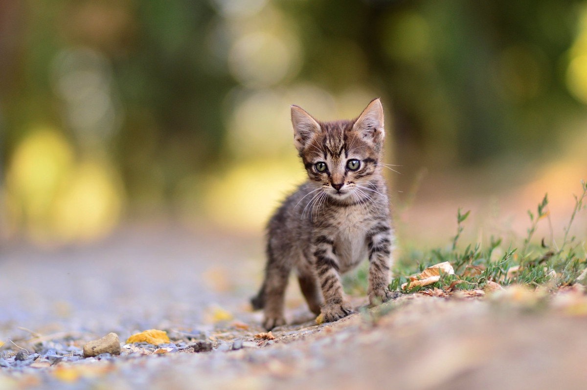 Theo chủ tiệm, khi phát hiện một con mèo hoang đang thang lang trong cửa hàng của mình, anh đã định đuổi nó ra ngoài. Nào ngờ, khi vừa cầm chổi bước đến, con mèo bất ngờ lao sang một bên và nhanh chóng bắt được một con chuột, khiến chủ nhà hàng sững sờ.