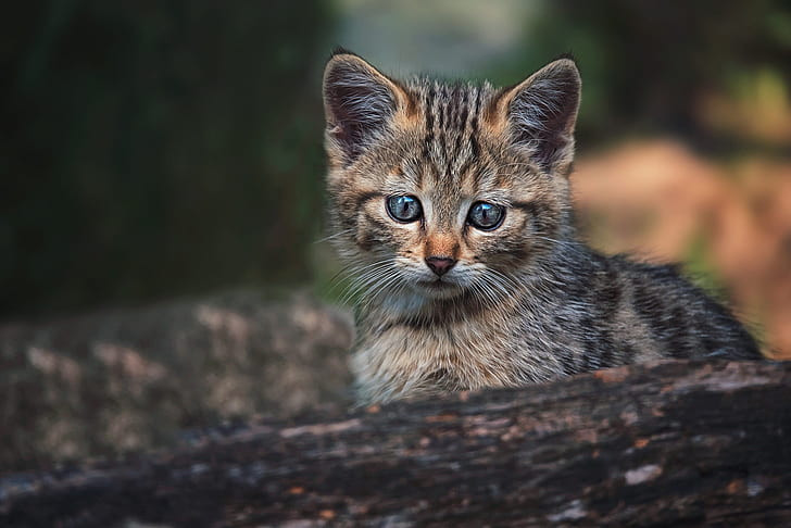 Mèo hoang vào nhà không mấy người thích vì theo quan niệm dân gian, mèo vào nhà không mang đến tài lộc. Tuy nhiên, một chủ nhà hàng ở Hà Nam, Trung Quốc, nhận nuôi một con mèo hoang gầy gò sau khi phát hiện nó thực sự là một "linh thú" đáng gờm.