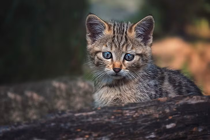 Mèo hoang vào nhà không mấy người thích vì theo quan niệm dân gian, mèo vào nhà không mang đến tài lộc. Tuy nhiên, một chủ nhà hàng ở Hà Nam, Trung Quốc, nhận nuôi một con mèo hoang gầy gò sau khi phát hiện nó thực sự là một "linh thú" đáng gờm.