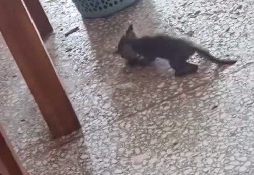 Cũng có người đùa rằng con mèo xin việc còn nhanh hơn cả người, đỗ phỏng vấn cái là đi làm ngay.