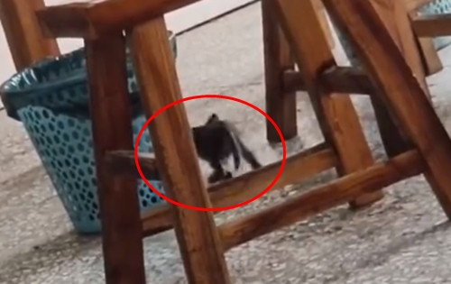 Chủ nhà hàng sau đó cũng đăng tải hình ảnh ghi lại tình huống này lên mạng và cho biết thêm, con mèo hoang màu xám này rất thông minh, dường như có linh tính.