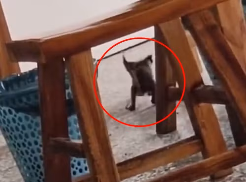 Sau khi câu chuyện được đăng tải lên mạng, rất nhanh đã nhận được sự chú ý của đông đảo cư dân mạng.