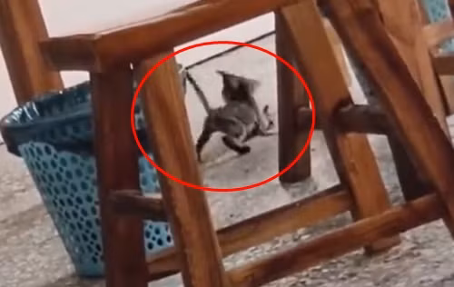 Sau khi được chủ nhà hàng đồng ý nhận nuôi, con mèo thay đổi thái độ, rất ung dung tự tại, không còn liên tục thể hiện bản thân nữa.