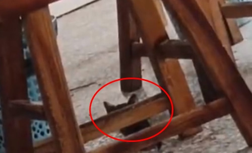 Ấn tượng với kỹ năng săn bắt chuột của mèo hoang gầy gò, chủ nhà hàng quyết định giữ nó lại và nói tếu táo rằng: "Tôi còn chưa kịp đuổi thì nó đã xin việc thành công".