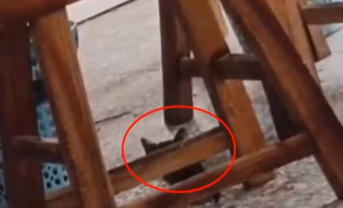 Ấn tượng với kỹ năng săn bắt chuột của mèo hoang gầy gò, chủ nhà hàng quyết định giữ nó lại và nói tếu táo rằng: "Tôi còn chưa kịp đuổi thì nó đã xin việc thành công".