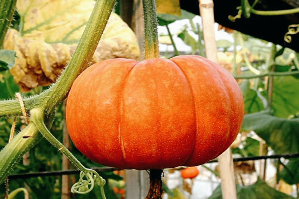 Sau 50 tuoi phai an nhieu 4 loai rau nay moi song tho