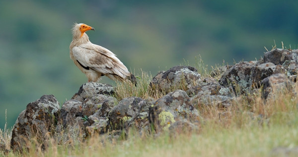 Với khả năng bay cực giỏi, khoảng cách bay của kền kền Ai Cập có thể lên tới 5.000 km.
