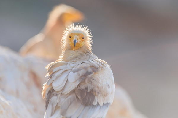 Đây cũng là loài chim được "thần thánh hóa" vì sự thông minh của mình và có mặt trong chữ tượng hình của Ai Cập.