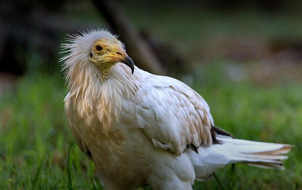 Điều đáng nói là trong chiều cùng ngày, đàn hải âu gần đó hoảng loạn. Các chuyên gia phỏng đoán nhưng chưa dám kết luận nguyên nhân có phải do kền kền Ai Cập gây ra hay không.